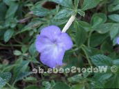 photo  Magic Flower, Nut Orchid hanging plant, Achimenes light blue