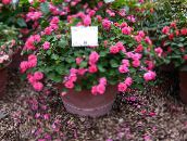 foto Topfblumen Geduld Pflanze, Balsam, Juwel Unkraut, Busy Lizzie grasig, Impatiens rosa