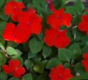 foto Topfblumen Geduld Pflanze, Balsam, Juwel Unkraut, Busy Lizzie grasig, Impatiens rot