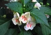 foto Topfblumen Geduld Pflanze, Balsam, Juwel Unkraut, Busy Lizzie grasig, Impatiens weiß