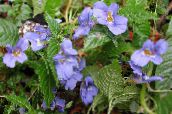 foto Topfblumen Geduld Pflanze, Balsam, Juwel Unkraut, Busy Lizzie grasig, Impatiens hellblau