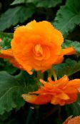 photo Pot Flowers Begonia herbaceous plant orange