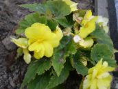 photo Pot Flowers Begonia herbaceous plant yellow