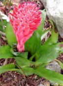 снимка Интериорни цветове Billbergia тревисто червен