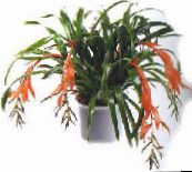 photo Pot Flowers Billbergia herbaceous plant pink
