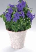 photo Pot Flowers Browallia herbaceous plant dark blue