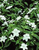 photo Pot Flowers Browallia herbaceous plant white