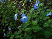 photo Pot Flowers Browallia herbaceous plant light blue
