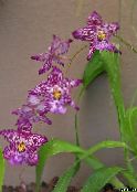 photo Pot Flowers Vuylstekeara-cambria herbaceous plant purple