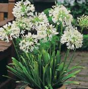 photo Pot Flowers African blue lily herbaceous plant, Agapanthus umbellatus white