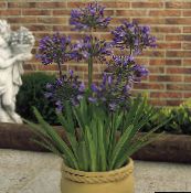 photo Pot Flowers African blue lily herbaceous plant, Agapanthus umbellatus purple