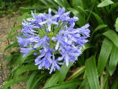 photo Pot Flowers African blue lily herbaceous plant, Agapanthus umbellatus light blue