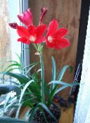 photo Pot Flowers Vallota herbaceous plant, Vallota (Cyrtanthus) red