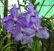 photo Pot Flowers Vanda herbaceous plant light blue
