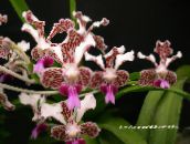 photo Pot Flowers Vanda herbaceous plant claret