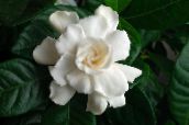 foto Topfblumen Kapjasmin sträucher, Gardenia weiß
