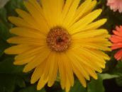 foto Topfblumen Transvaal Daisy grasig, Gerbera gelb
