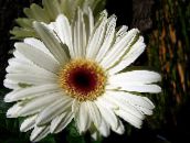 photo Pot Flowers Transvaal Daisy herbaceous plant, Gerbera white