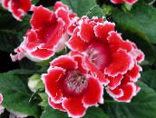 photo Pot Flowers Sinningia (Gloxinia) herbaceous plant red