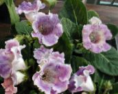 zdjęcie Pokojowe Kwiaty Grzeszy (Gloxinia) trawiaste, Sinningia (Gloxinia) liliowy
