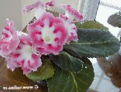 photo Pot Flowers Sinningia (Gloxinia) herbaceous plant pink