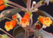 foto Topfblumen Baum Gloxinia grasig, Kohleria orange