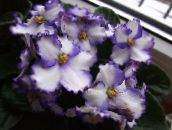 photo Pot Flowers African violet herbaceous plant, Saintpaulia white