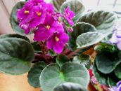 photo Pot Flowers African violet herbaceous plant, Saintpaulia pink