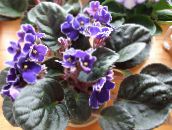 photo Pot Flowers African violet herbaceous plant, Saintpaulia purple