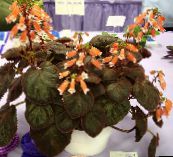 photo Pot Flowers Smithiantha herbaceous plant orange