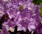 photo Pot Flowers Azaleas, Pinxterbloom shrub, Rhododendron lilac