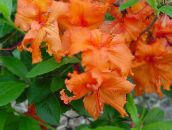 photo Pot Flowers Azaleas, Pinxterbloom shrub, Rhododendron orange