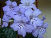 photo Pot Flowers Strep herbaceous plant, Streptocarpus light blue