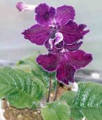 紫 链球菌 草本植物