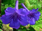 photo Pot Flowers Strep herbaceous plant, Streptocarpus dark blue