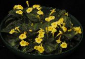 photo Pot Flowers Episcia herbaceous plant yellow