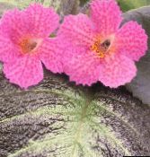 photo Pot Flowers Episcia herbaceous plant pink