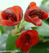 foto Topfblumen Lippenstift-Anlage,  grasig, Aeschynanthus rot