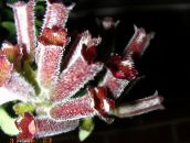 foto Topfblumen Lippenstift-Anlage,  grasig, Aeschynanthus weinig