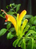 foto Pot Blomster Læbestift Plante, , Aeschynanthus gul