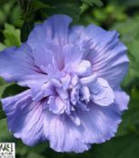photo Pot Flowers Hibiscus shrub light blue