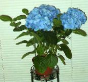 bilde Pot Blomster Hortensia, Lacecap busk, Hydrangea hortensis lyse blå