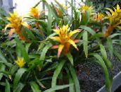 photo Pot Flowers Guzmania herbaceous plant yellow