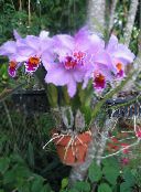 photo Pot Flowers Dendrobium Orchid herbaceous plant lilac