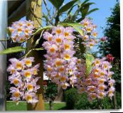 photo Pot Flowers Dendrobium Orchid herbaceous plant pink