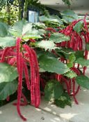 photo Pot Flowers Cat Tail, Chenille Plant, Red Hot Cattail, Foxtail, Red Hot Poker shrub, Acalypha hispida red