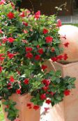 photo Pot Flowers Dipladenia, Mandevilla hanging plant red