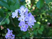 foto Topfblumen Duranta, Honigtropfen, Tautropfen Golden, Taube Berry bäume hellblau
