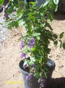photo Pot Flowers Duranta, Honey Drops, Golden Dewdrop, Pigeon Berry tree dark blue