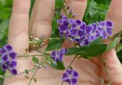 photo Pot Flowers Duranta, Honey Drops, Golden Dewdrop, Pigeon Berry tree purple